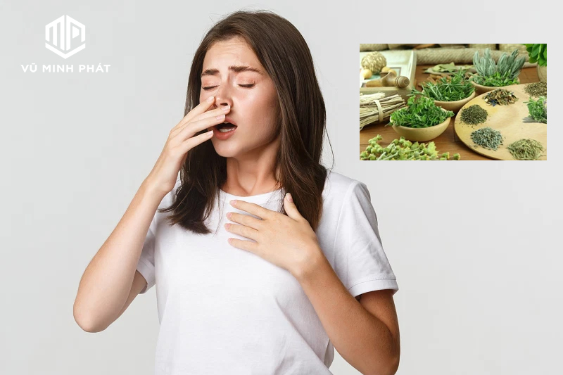 húng chanh điều trị hen suyễn hiệu quả